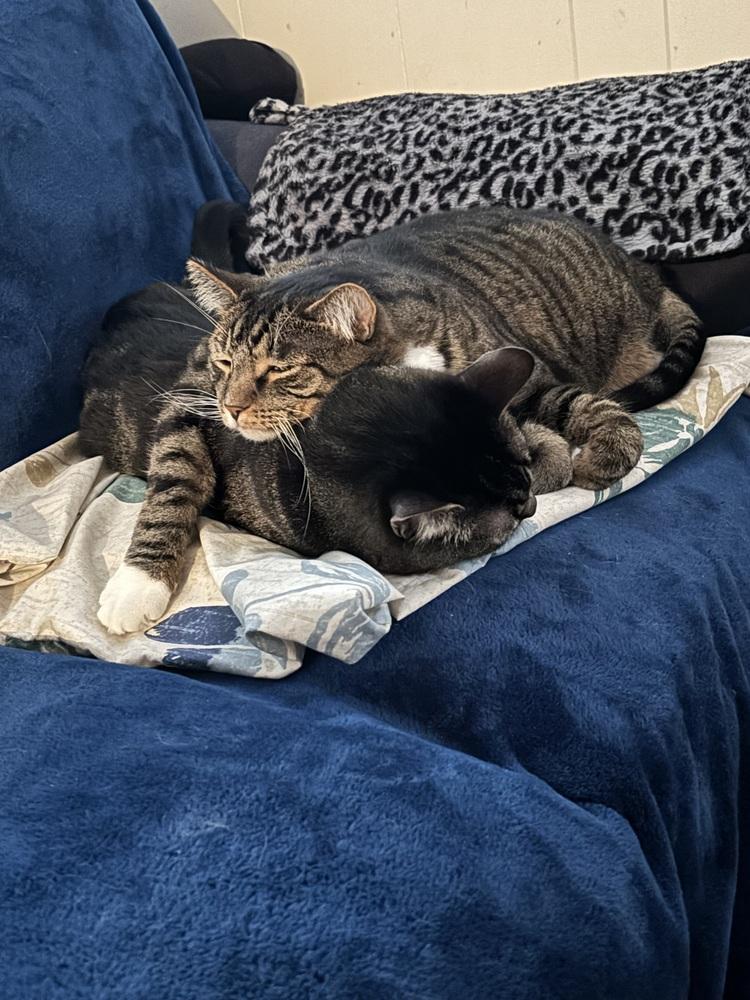 Enlarge Flower, a Adoptable Domestic Short Hair in Germantown, OH image 4/6