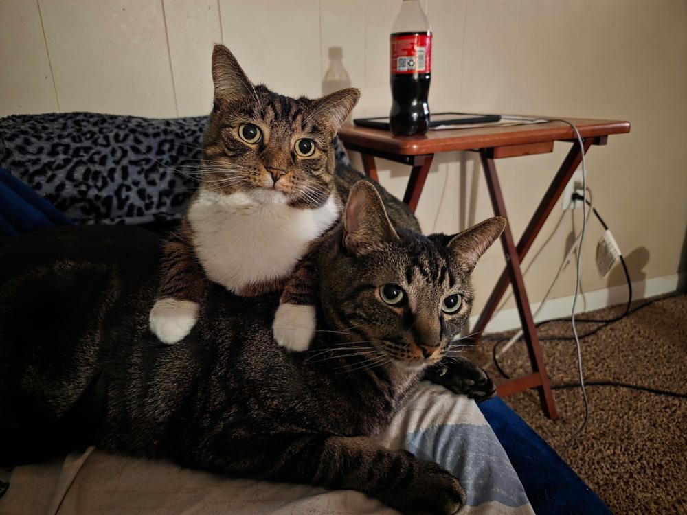 Enlarge Flower, a Adoptable Domestic Short Hair in Germantown, OH image 5/6