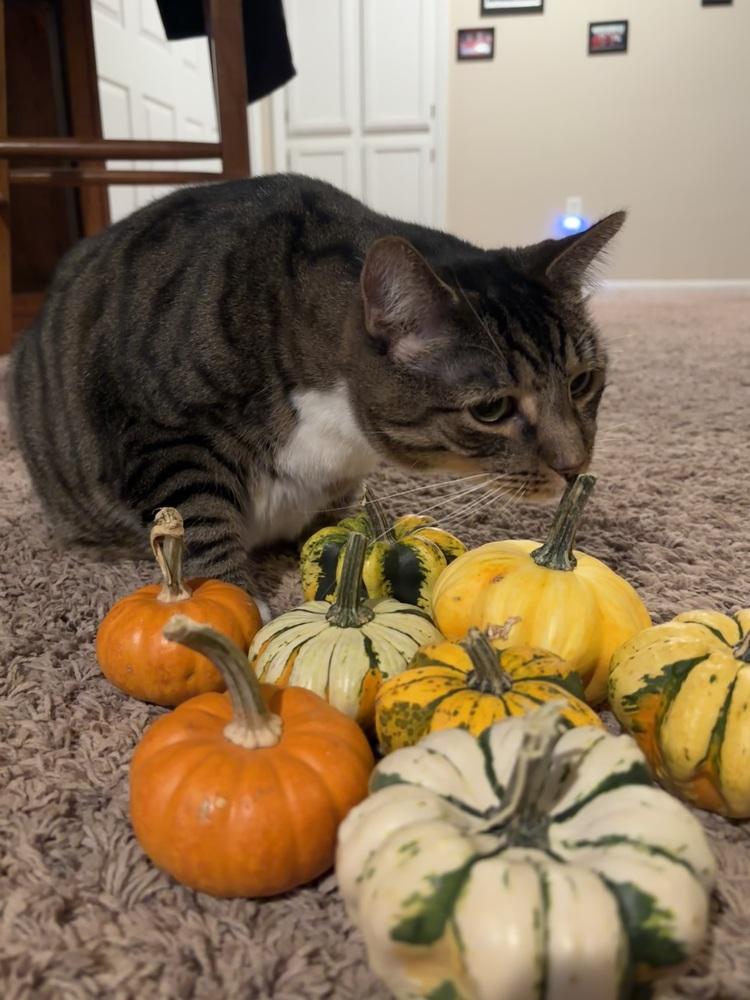 Enlarge Flower, a Adoptable Domestic Short Hair in Germantown, OH image 5/6