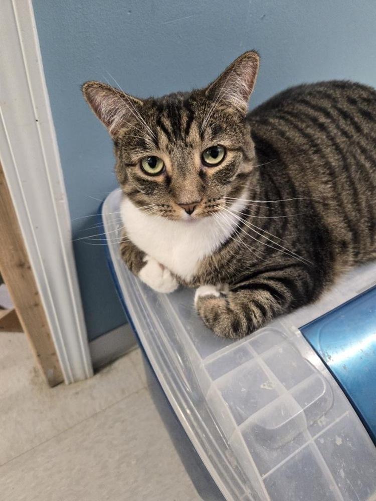 Enlarge Flower, a Adoptable Domestic Short Hair in Germantown, OH image 6/6