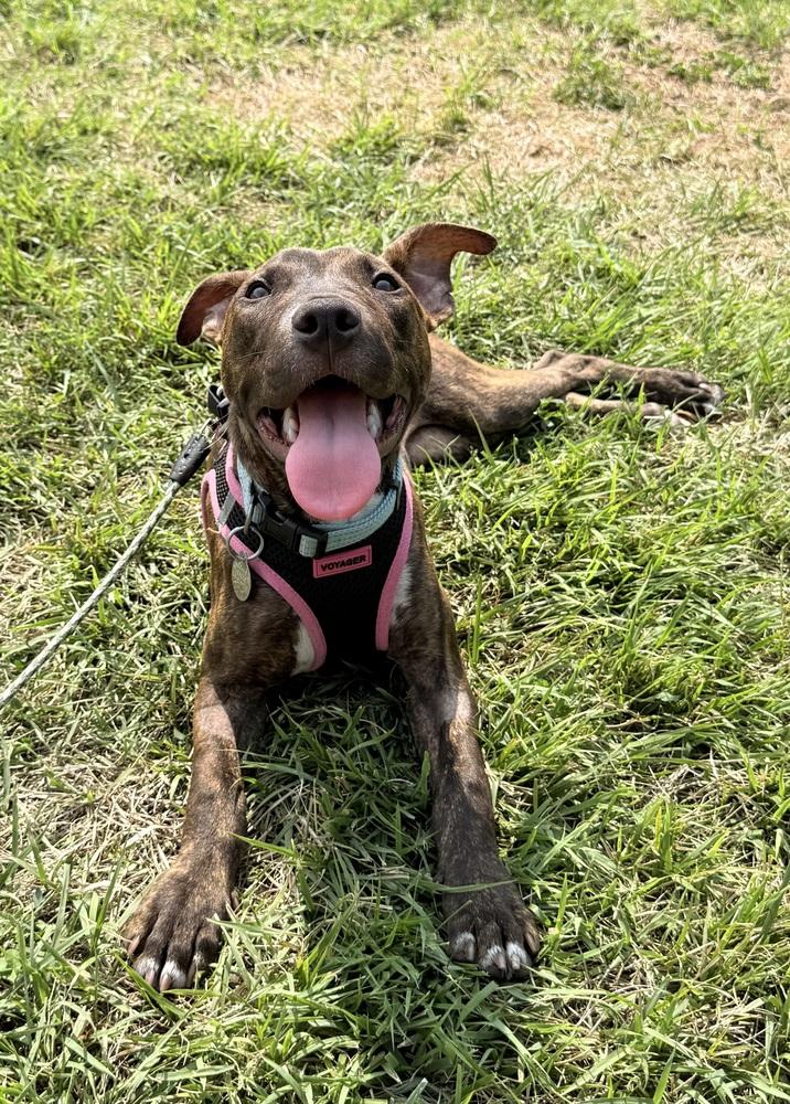 Halle, Adoptable, Puppy Female Pit Bull Terrier.