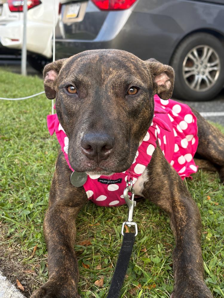 Enlarge Halle, a Adoptable mixed breed in East Greenville, PA image 2/6
