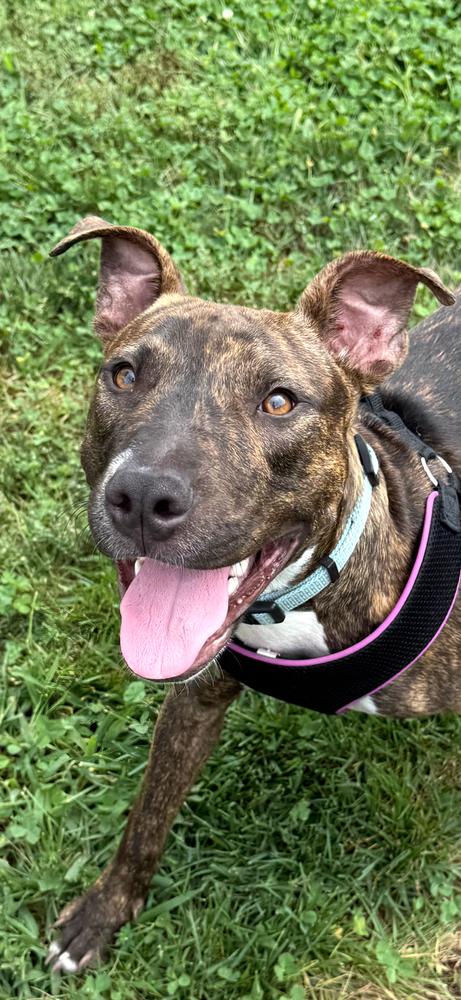 Enlarge Halle, a Adoptable mixed breed in East Greenville, PA image 3/6