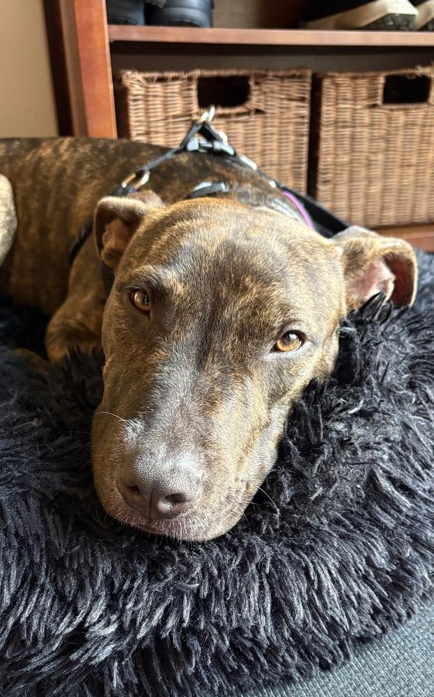 Enlarge Halle, a Adoptable mixed breed in East Greenville, PA image 4/6