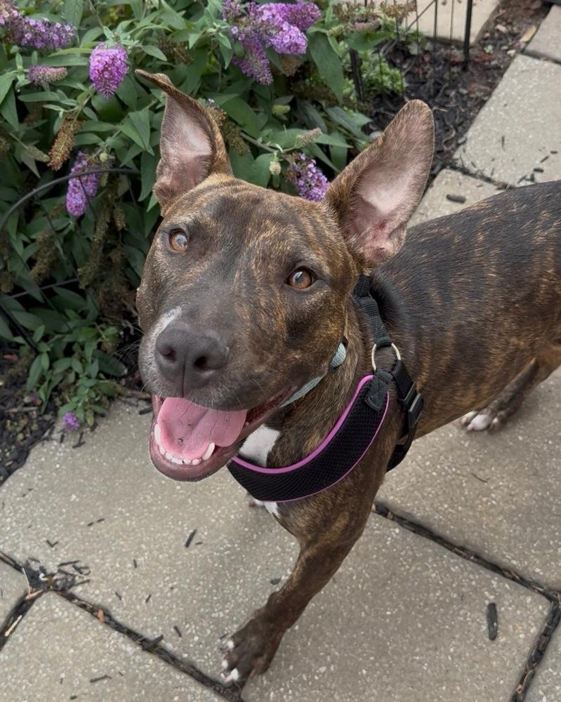 Enlarge Halle, a Adoptable mixed breed in East Greenville, PA image 5/6