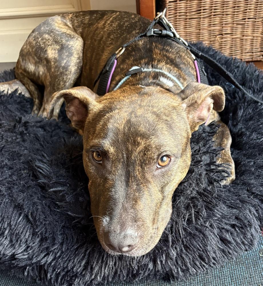 Enlarge Halle, a Adoptable mixed breed in East Greenville, PA image 6/6