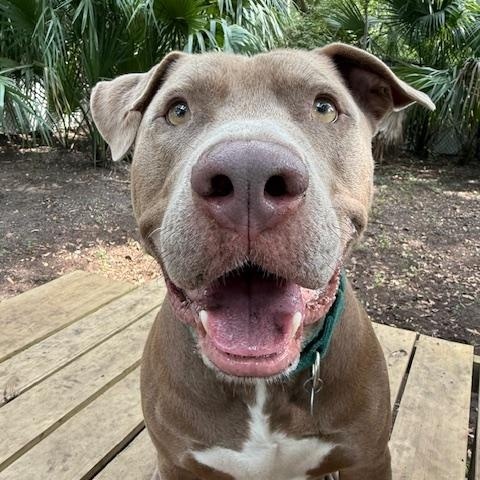 Enlarge Jasper, a Adoptable Mixed Breed in Charleston, SC image 4/5