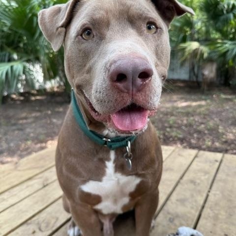 Enlarge Jasper, a Adoptable Mixed Breed in Charleston, SC image 2/5