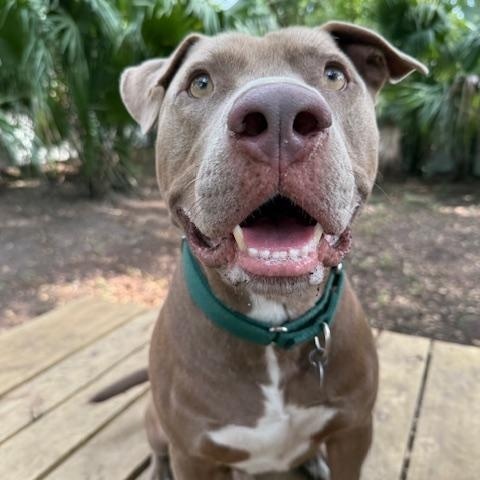 Enlarge Jasper, a Adoptable Mixed Breed in Charleston, SC image 5/5