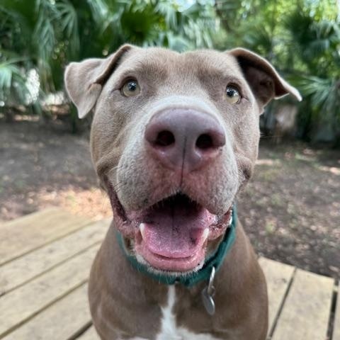 Jasper, Adoptable, Adult Male Mixed Breed.