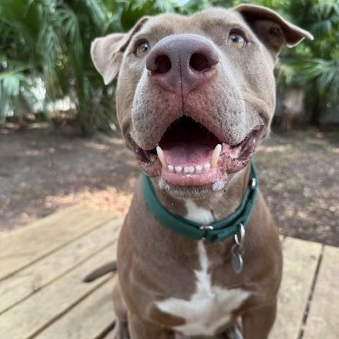 Enlarge Jasper, a Adoptable Mixed Breed in Charleston, SC image 3/5