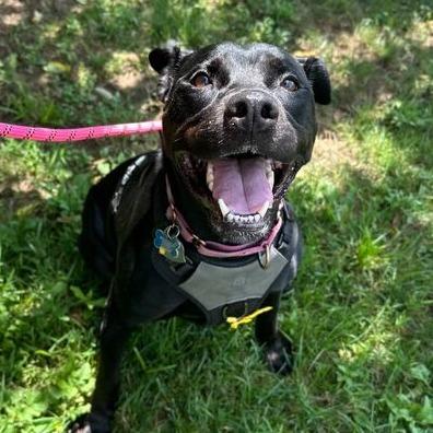 Enlarge Sissy, a Adoptable mixed breed in Fredericksburg, VA image 1/6