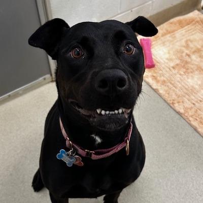 Enlarge Sissy, a Adoptable mixed breed in Fredericksburg, VA image 2/6