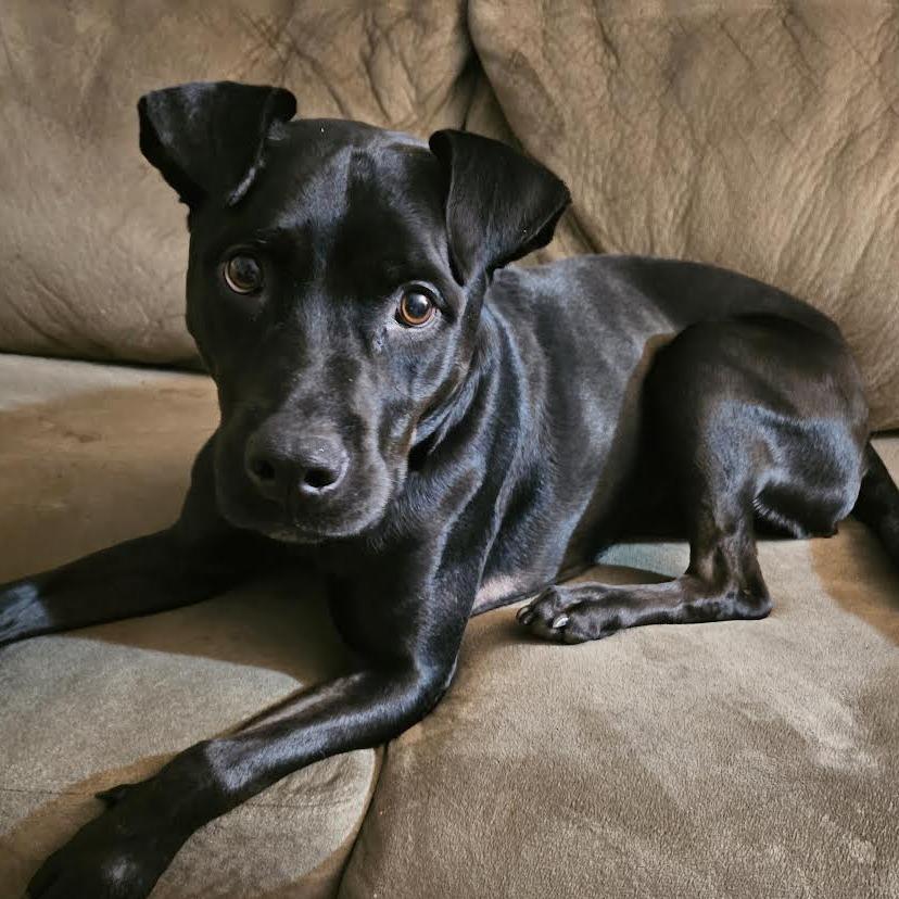 Enlarge Sissy, a Adoptable mixed breed in Fredericksburg, VA image 6/6