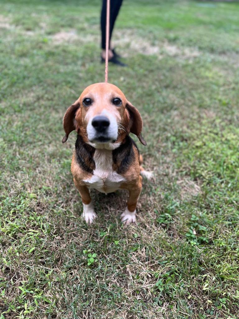 Hank, Adoptable, Adult Male Beagle.