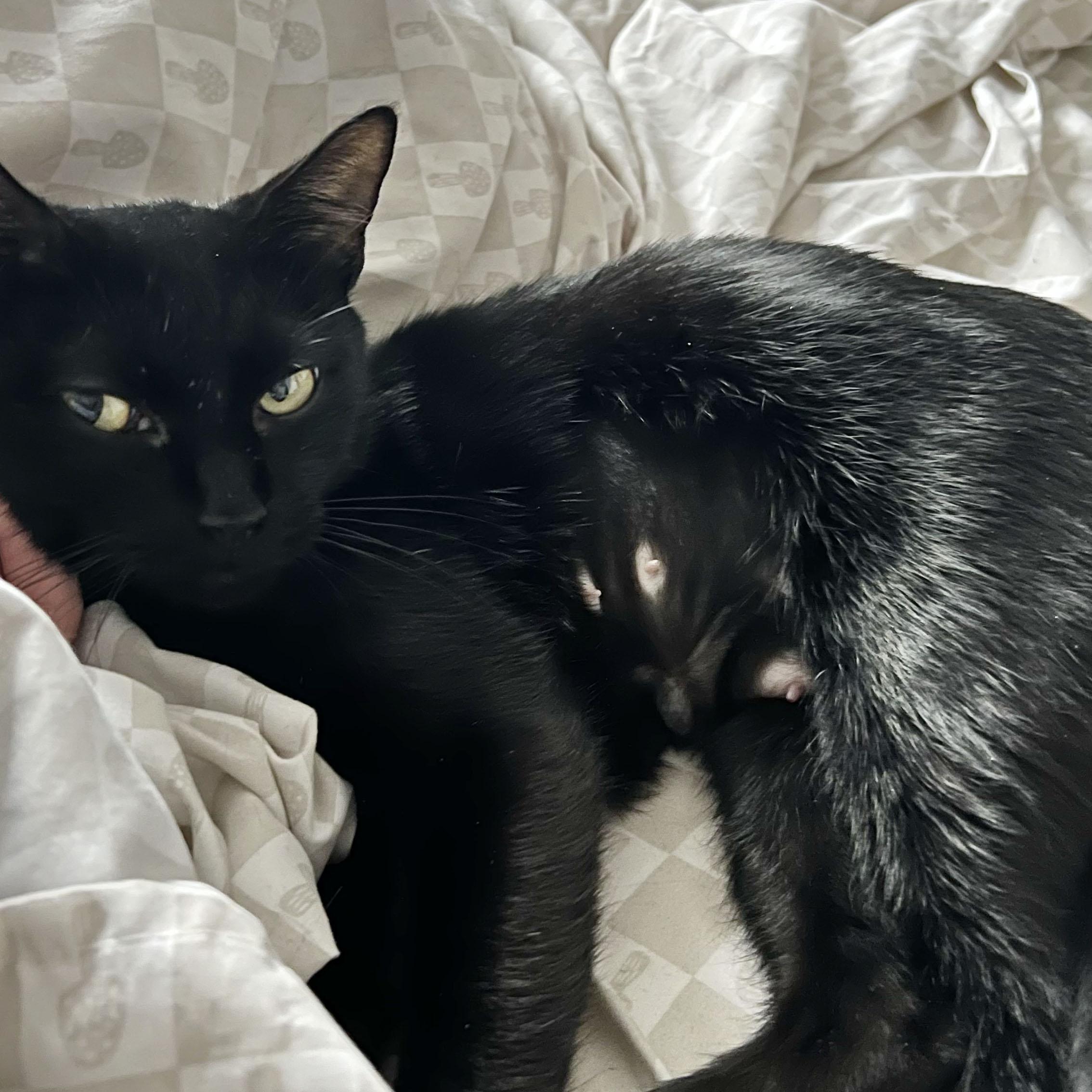 Enlarge Dainty, a Adoptable Domestic Short Hair in BROOKLYN, NY image 5/6