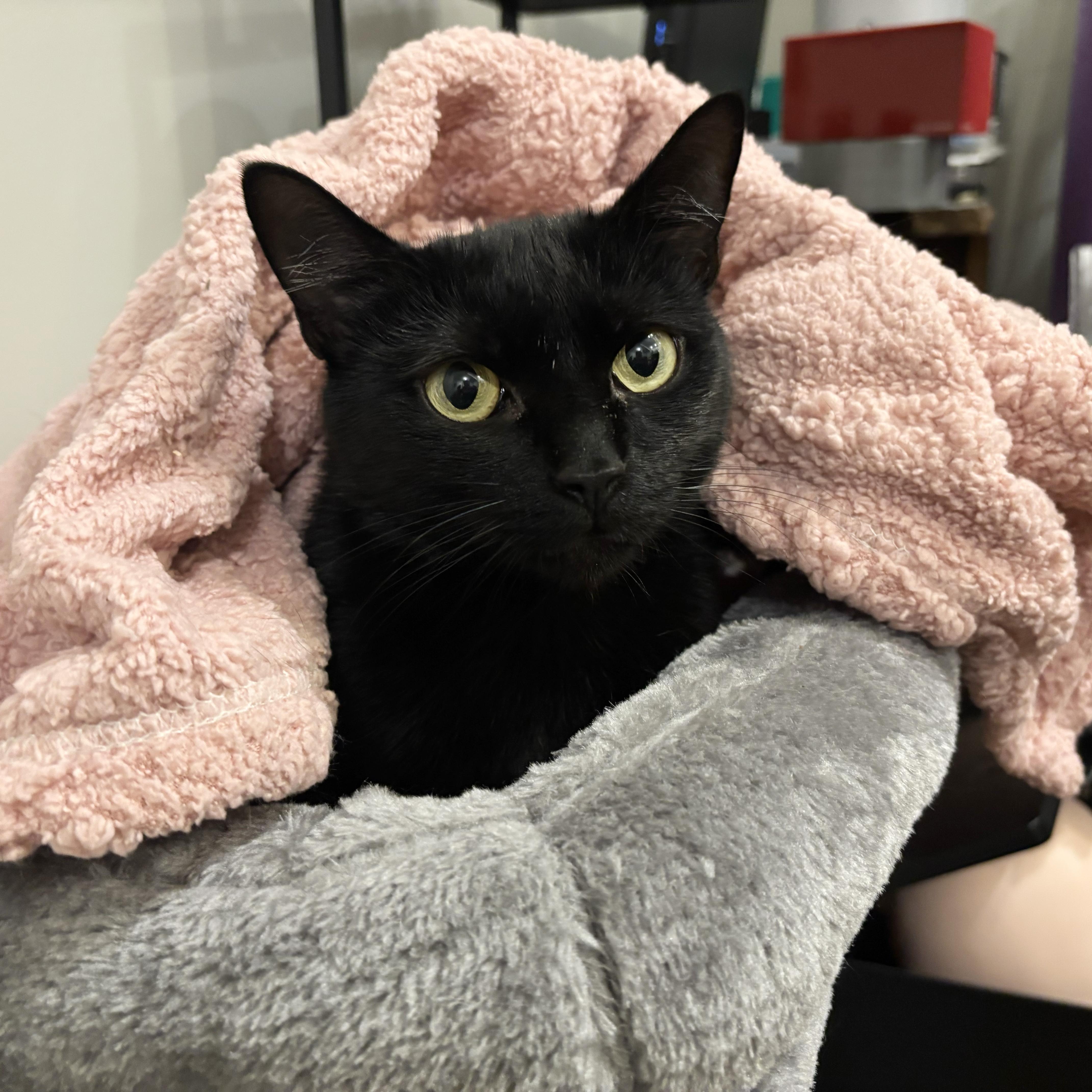 Enlarge Dainty, a Adoptable Domestic Short Hair in BROOKLYN, NY image 6/6