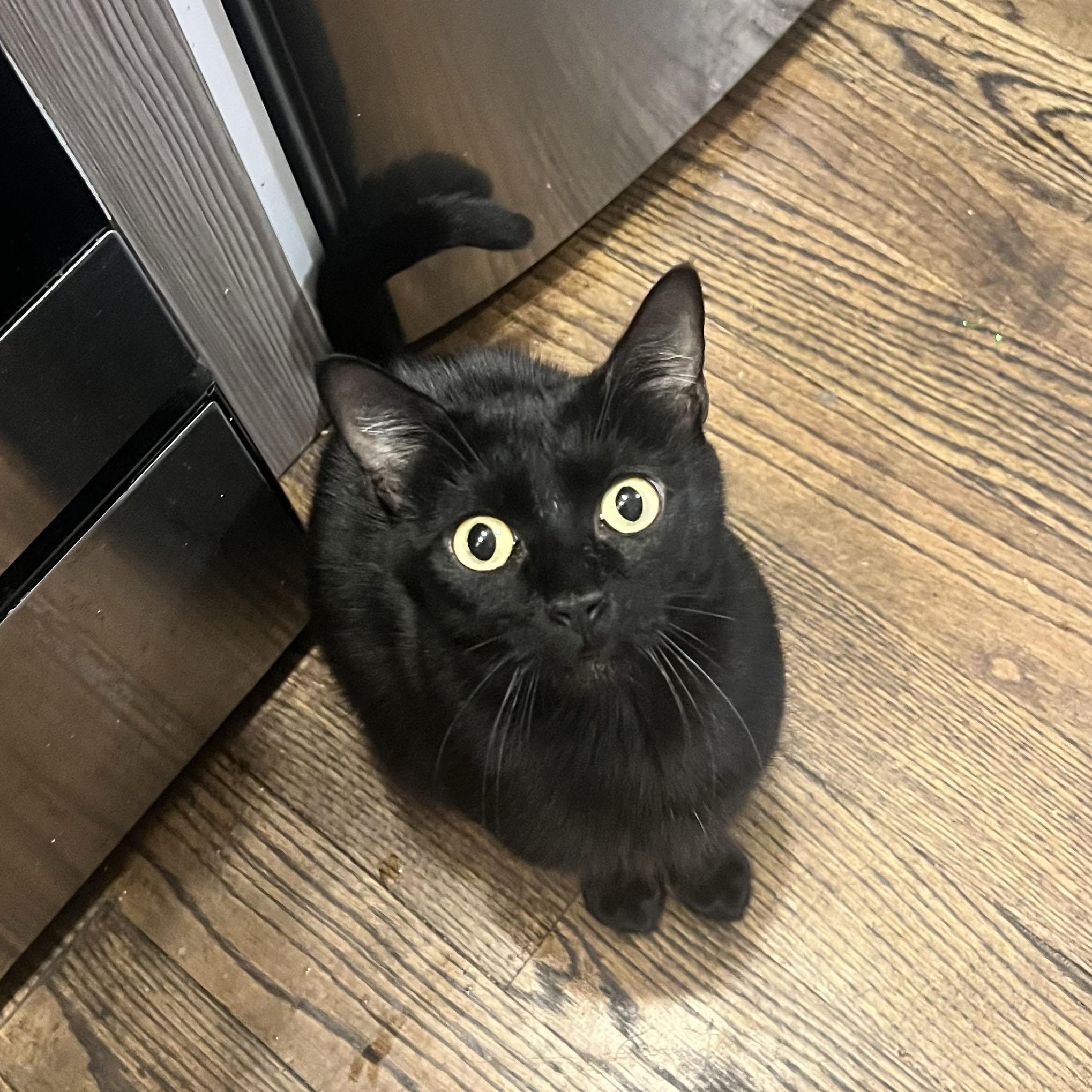 Dainty, Adoptable, Adult Female Domestic Short Hair.