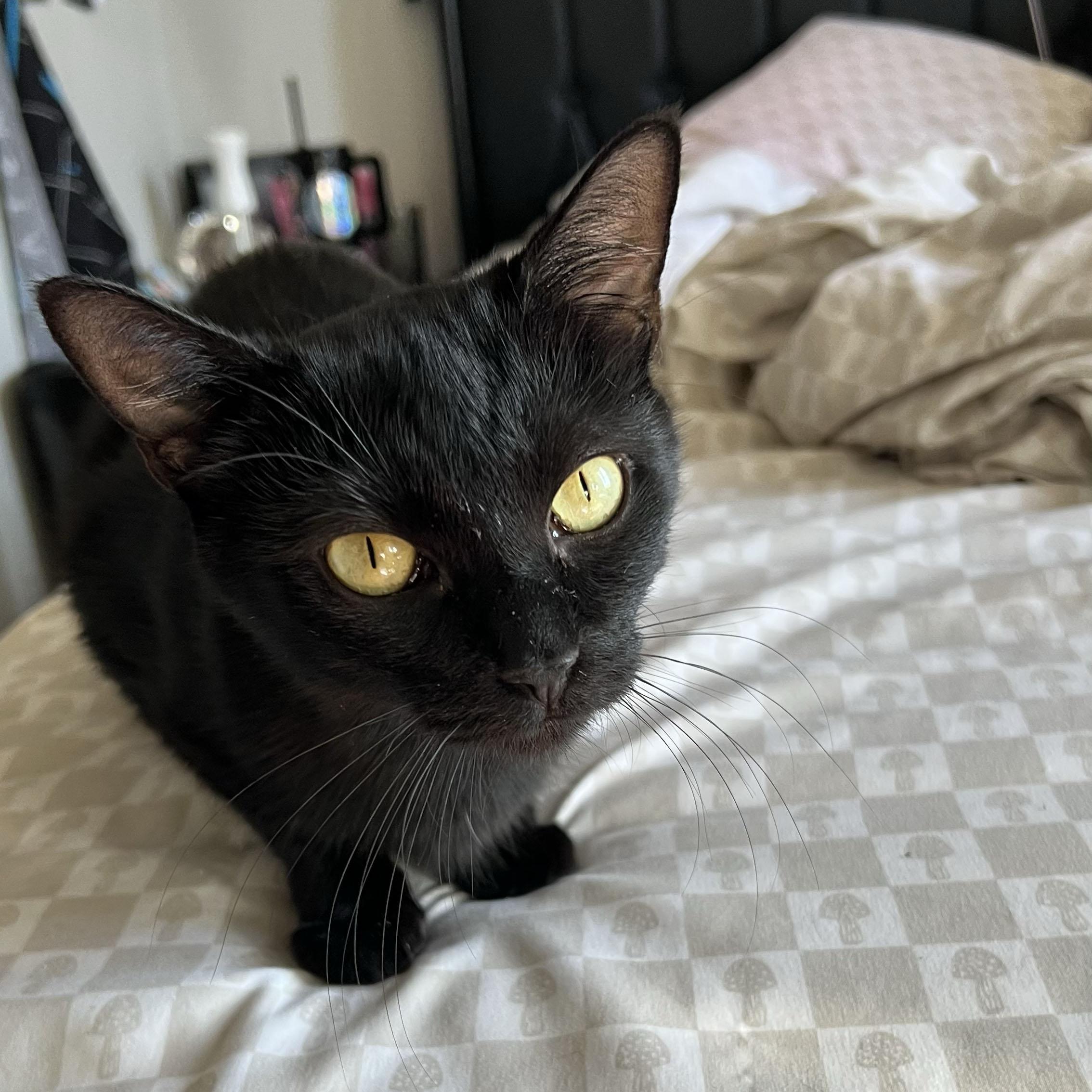 Enlarge Dainty, a Adoptable Domestic Short Hair in BROOKLYN, NY image 3/6