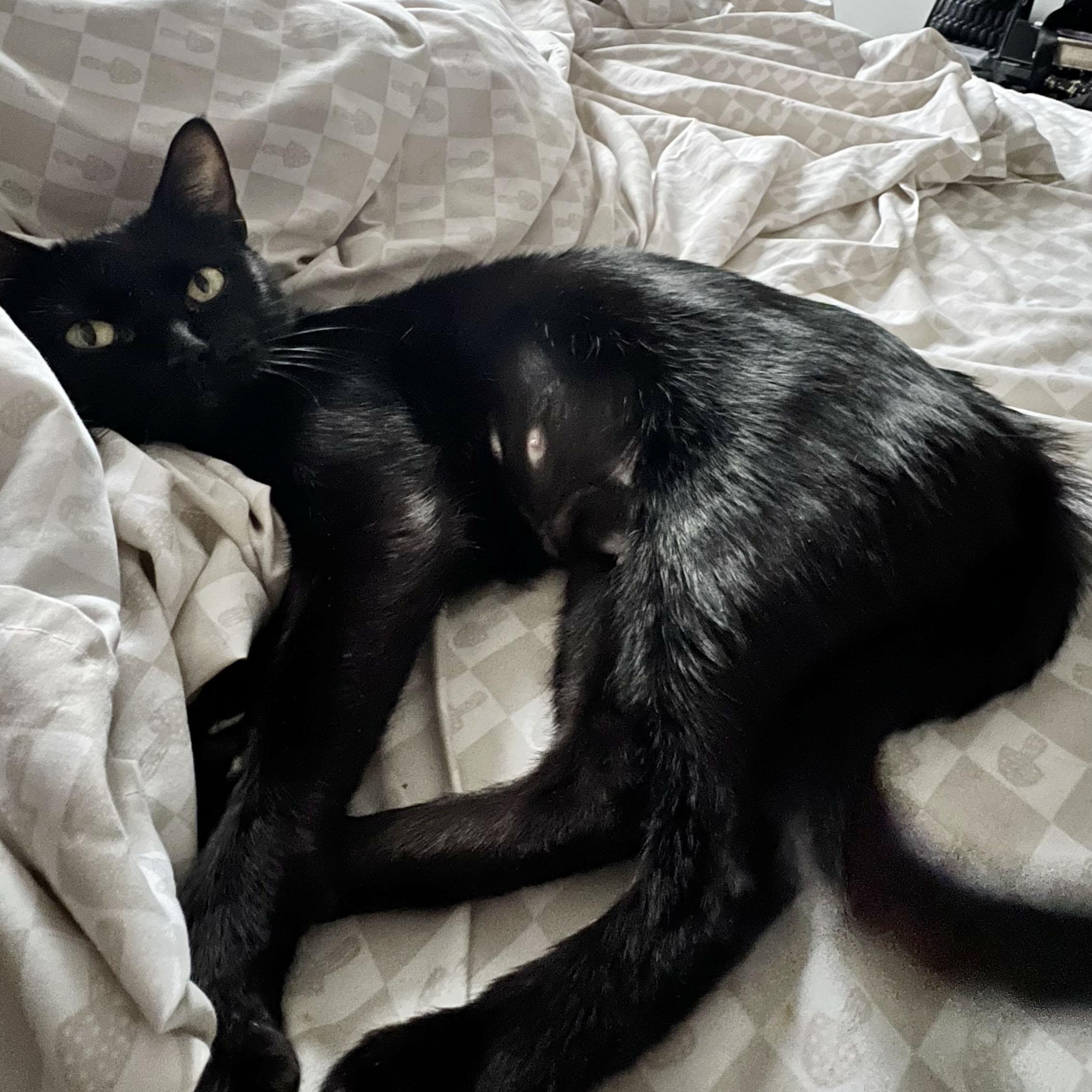 Enlarge Dainty, a Adoptable Domestic Short Hair in BROOKLYN, NY image 2/6