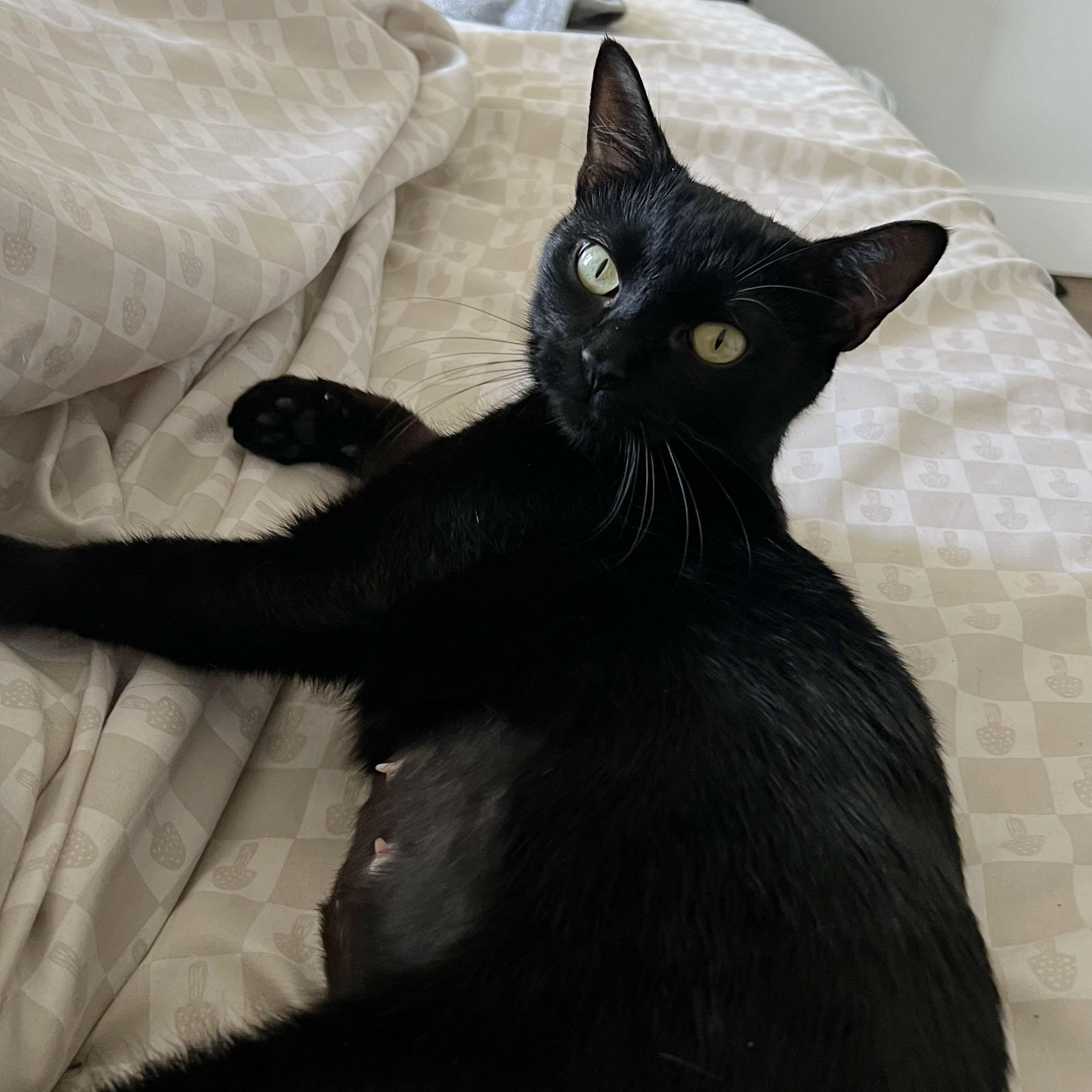 Enlarge Dainty, a Adoptable Domestic Short Hair in BROOKLYN, NY image 4/6