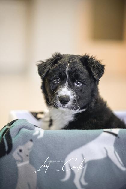 Robert, Adoptable, Puppy Male Mixed Breed & Mixed Breed.
