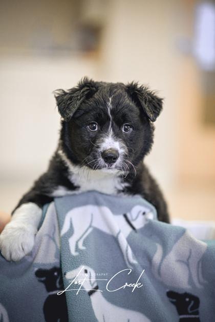 Enlarge Robert, a Adoptable mixed breed in Kalispell, MT image 2/3
