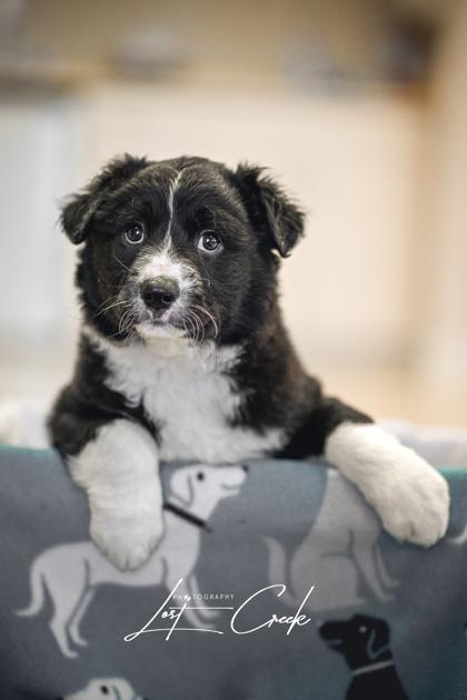 Enlarge Robert, a Adoptable mixed breed in Kalispell, MT image 3/3