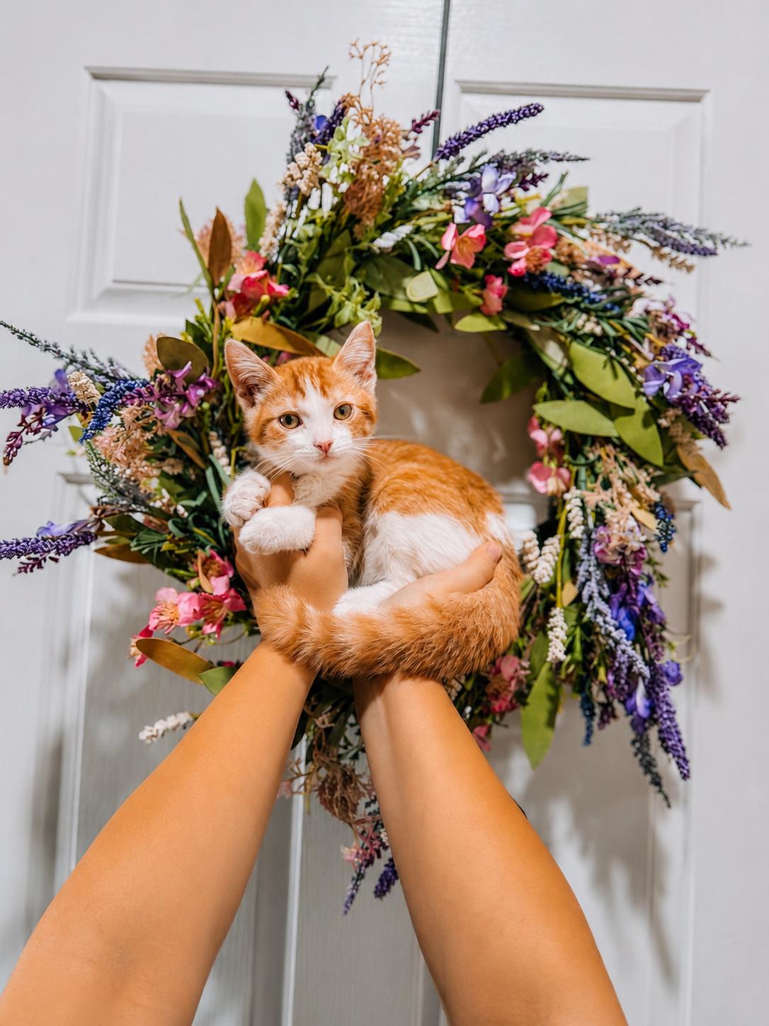 Orange Julius, ADOPTABLE, Kitten Male Tabby.