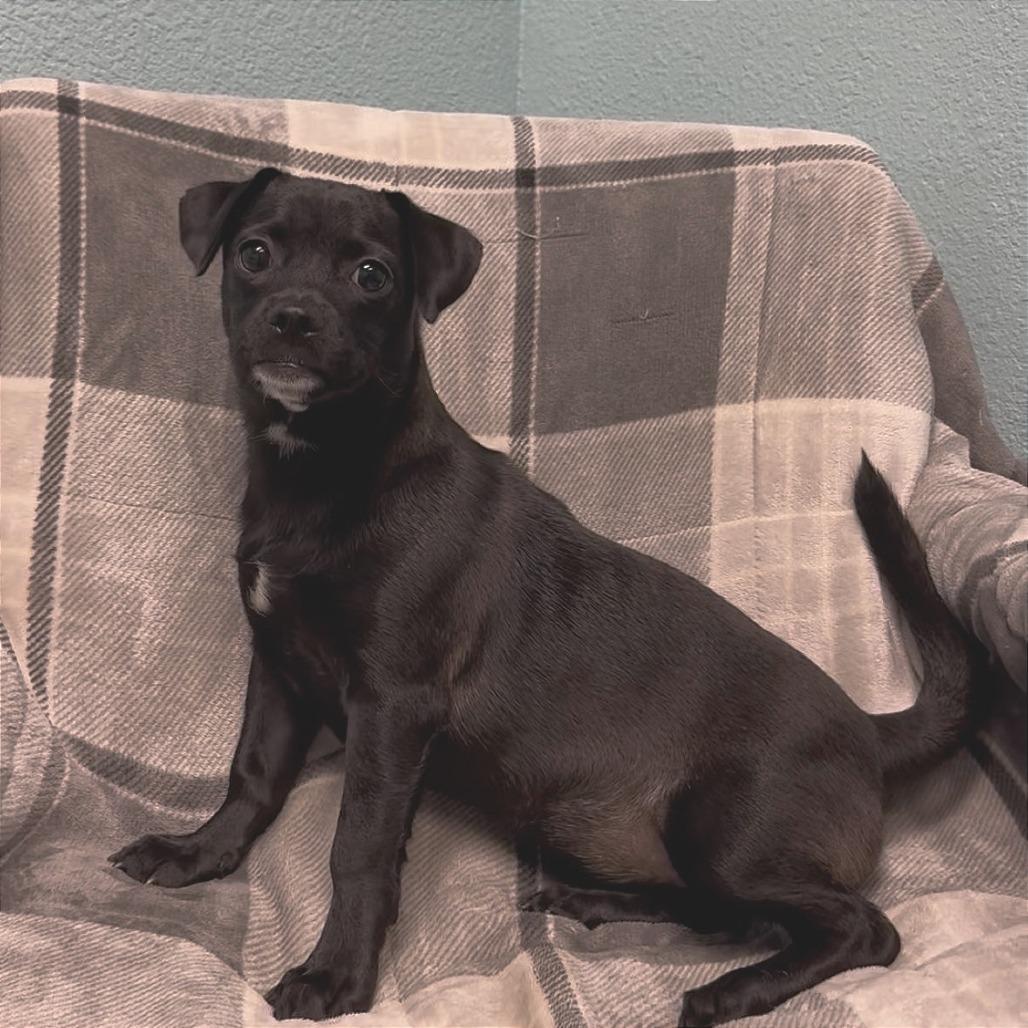 Ashanti, Adoptable, Young Female Terrier.