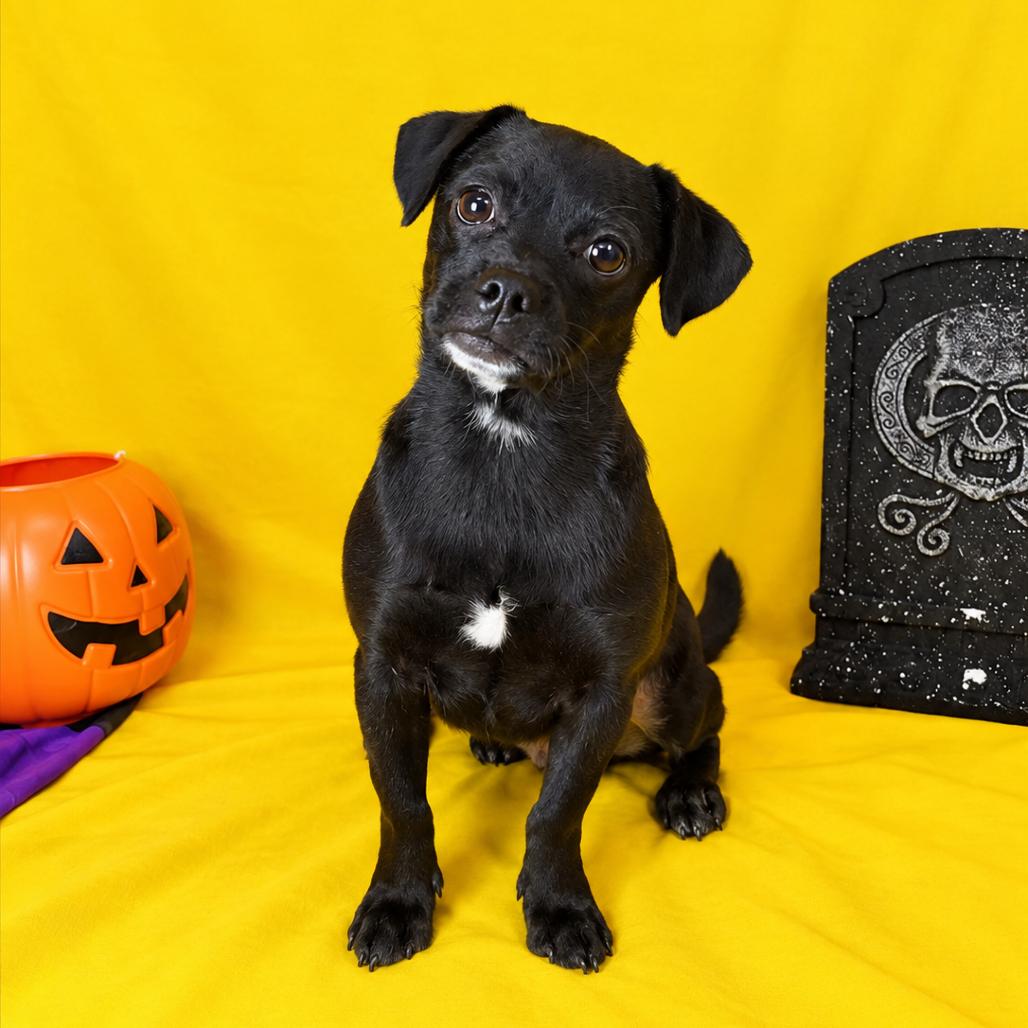 Enlarge Ashanti, a Adoptable Terrier in Fresno, CA image 2/2