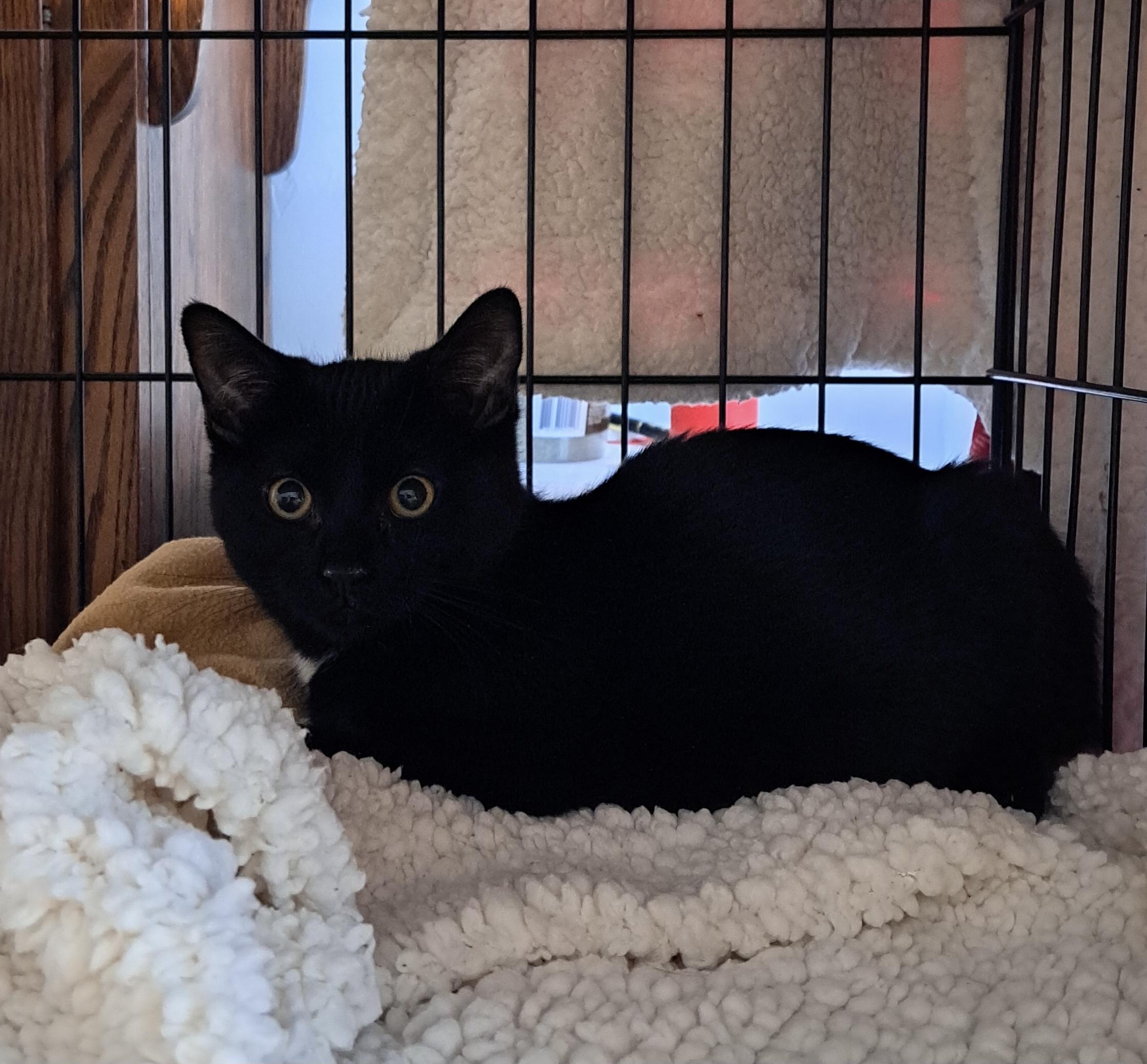 Polo, adopted, Kitten Male Domestic Short Hair.