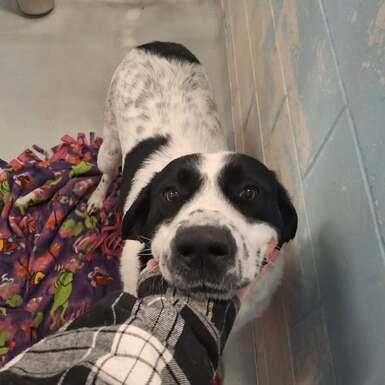 Brutus, ADOPTABLE, Adult Male Border Collie.