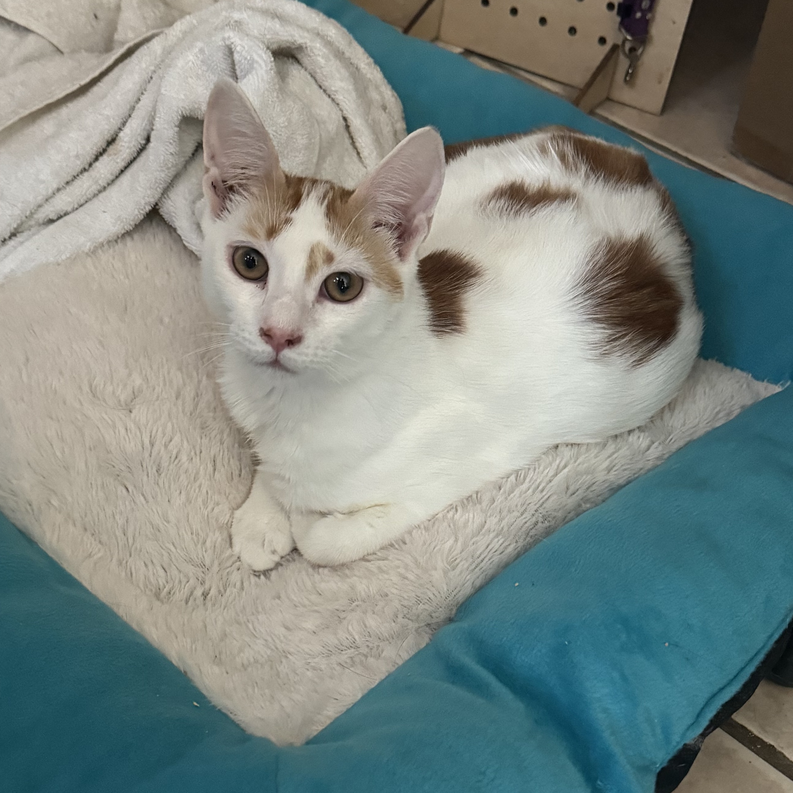 Buddy , Adoptable, Young Male Domestic Short Hair.