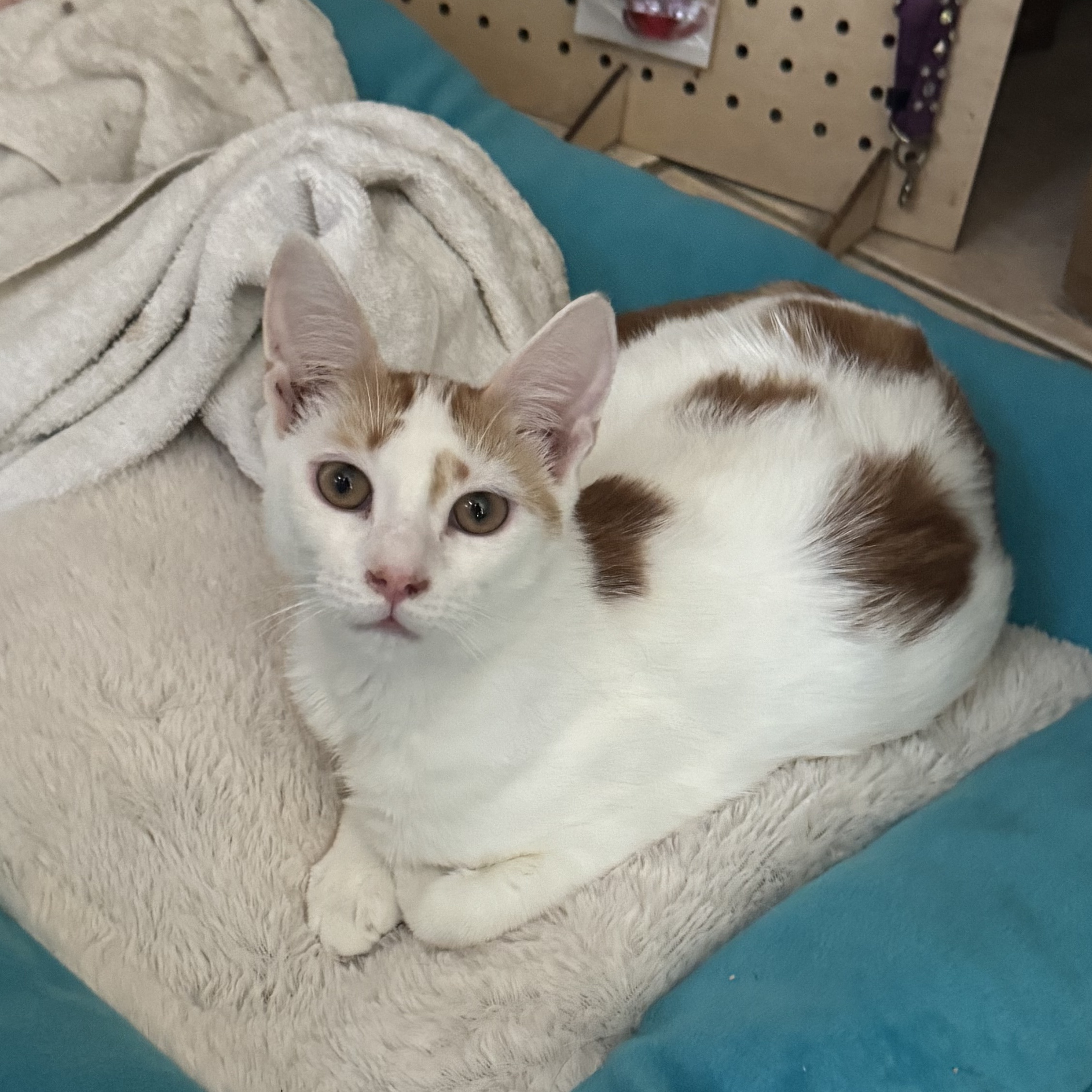 Buddy , a Adoptable Domestic Short Hair in Palm City, FL image 2/3