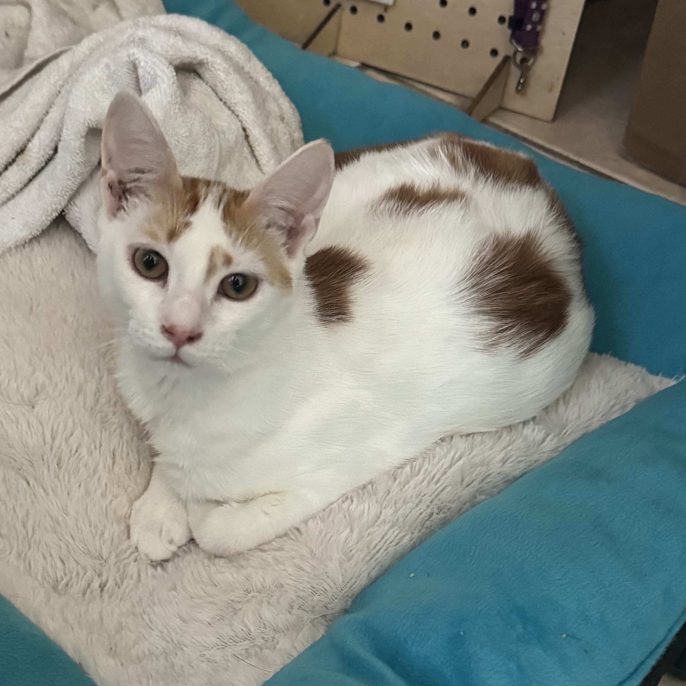 Buddy , a Adoptable Domestic Short Hair in Palm City, FL image 3/3