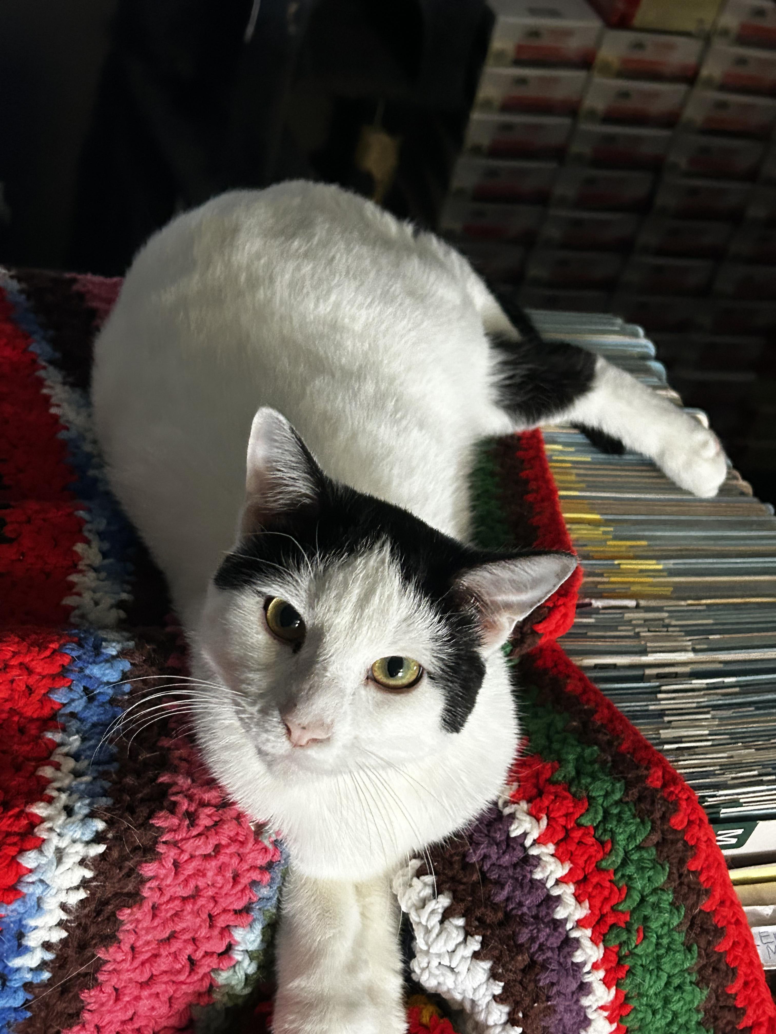 Enlarge Electron, a Adoptable Domestic Short Hair in Holly, MI image 1/3