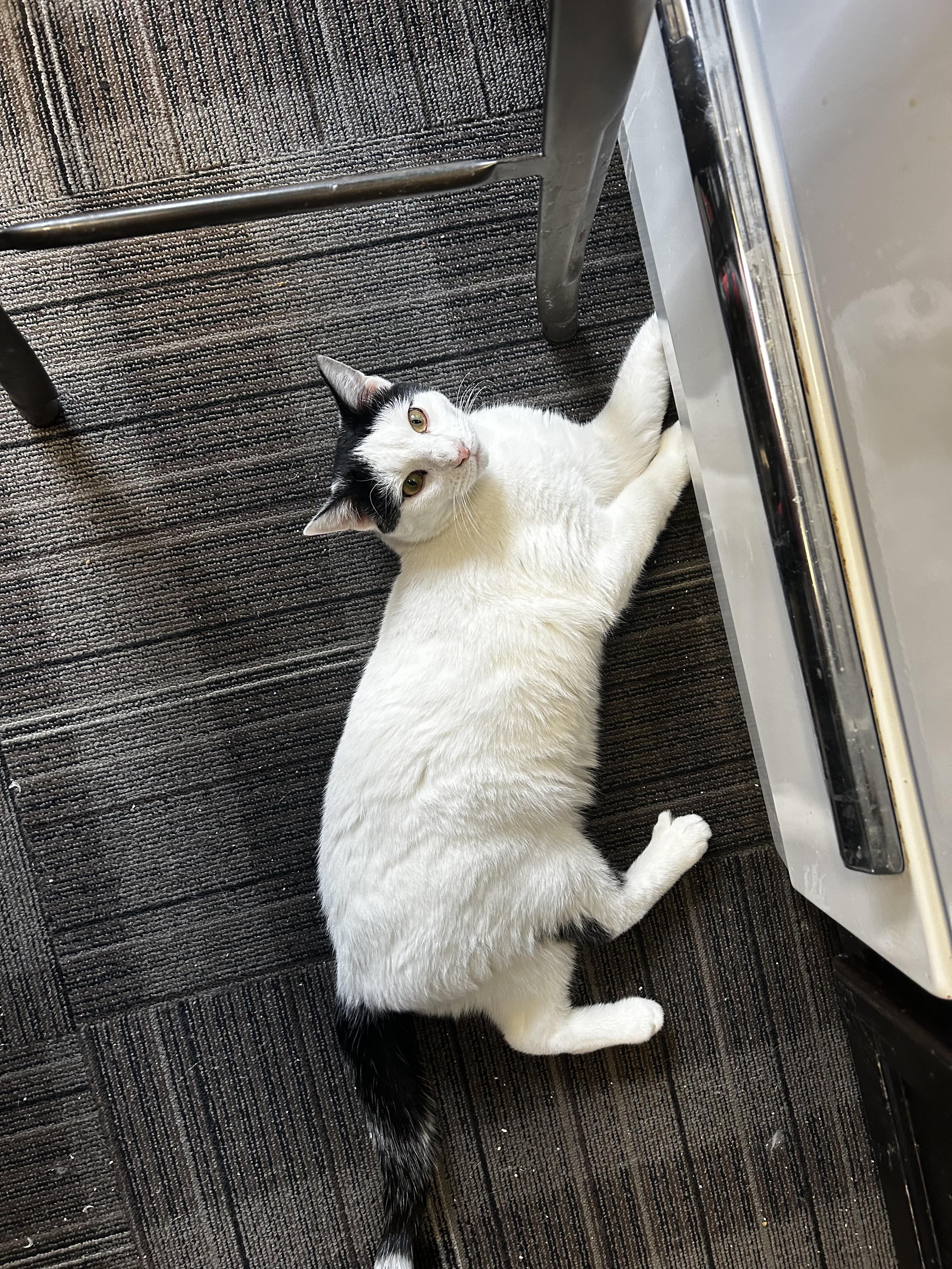 Enlarge Electron, a Adoptable Domestic Short Hair in Holly, MI image 2/3