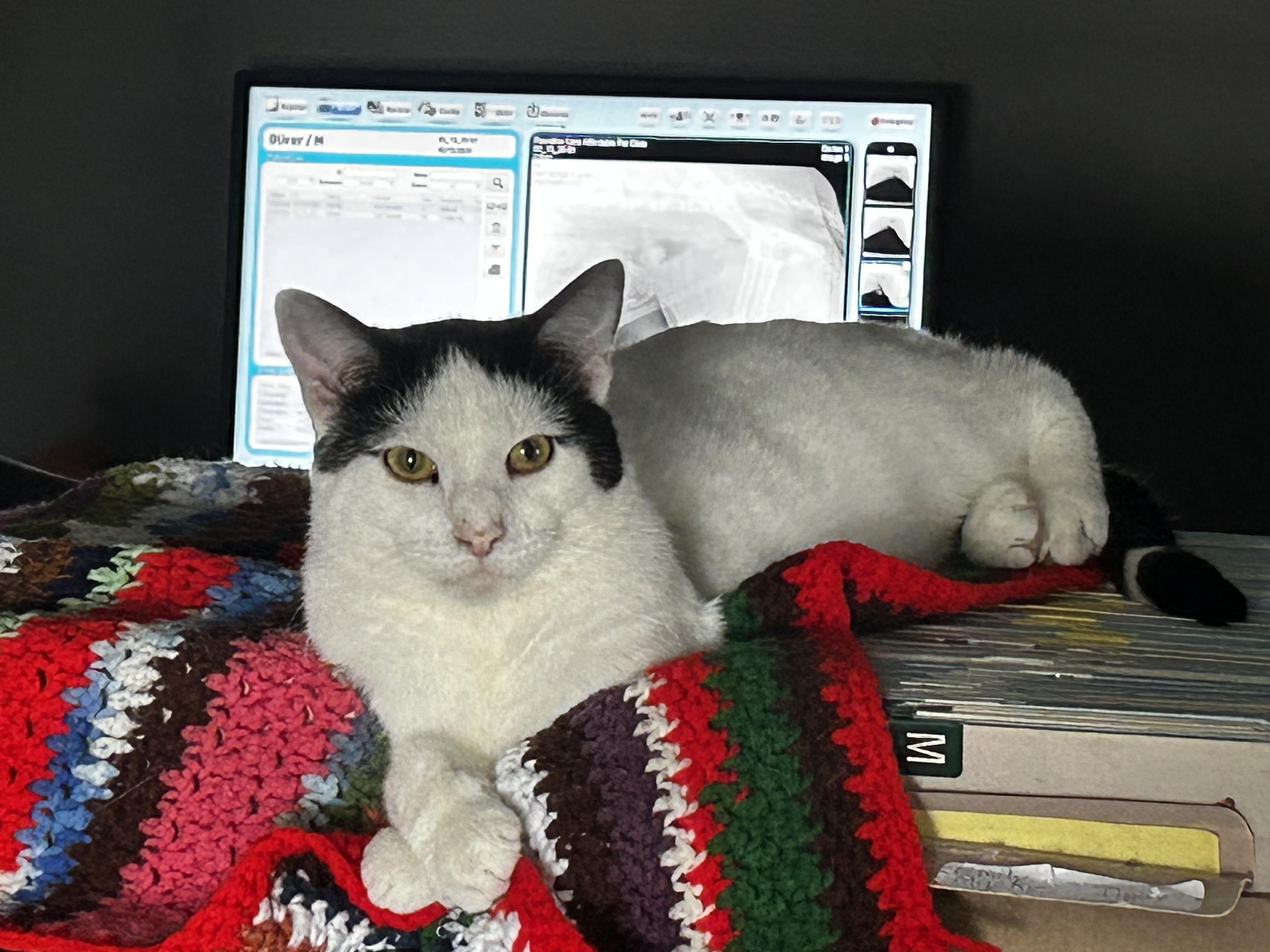 Enlarge Electron, a Adoptable Domestic Short Hair in Holly, MI image 3/3