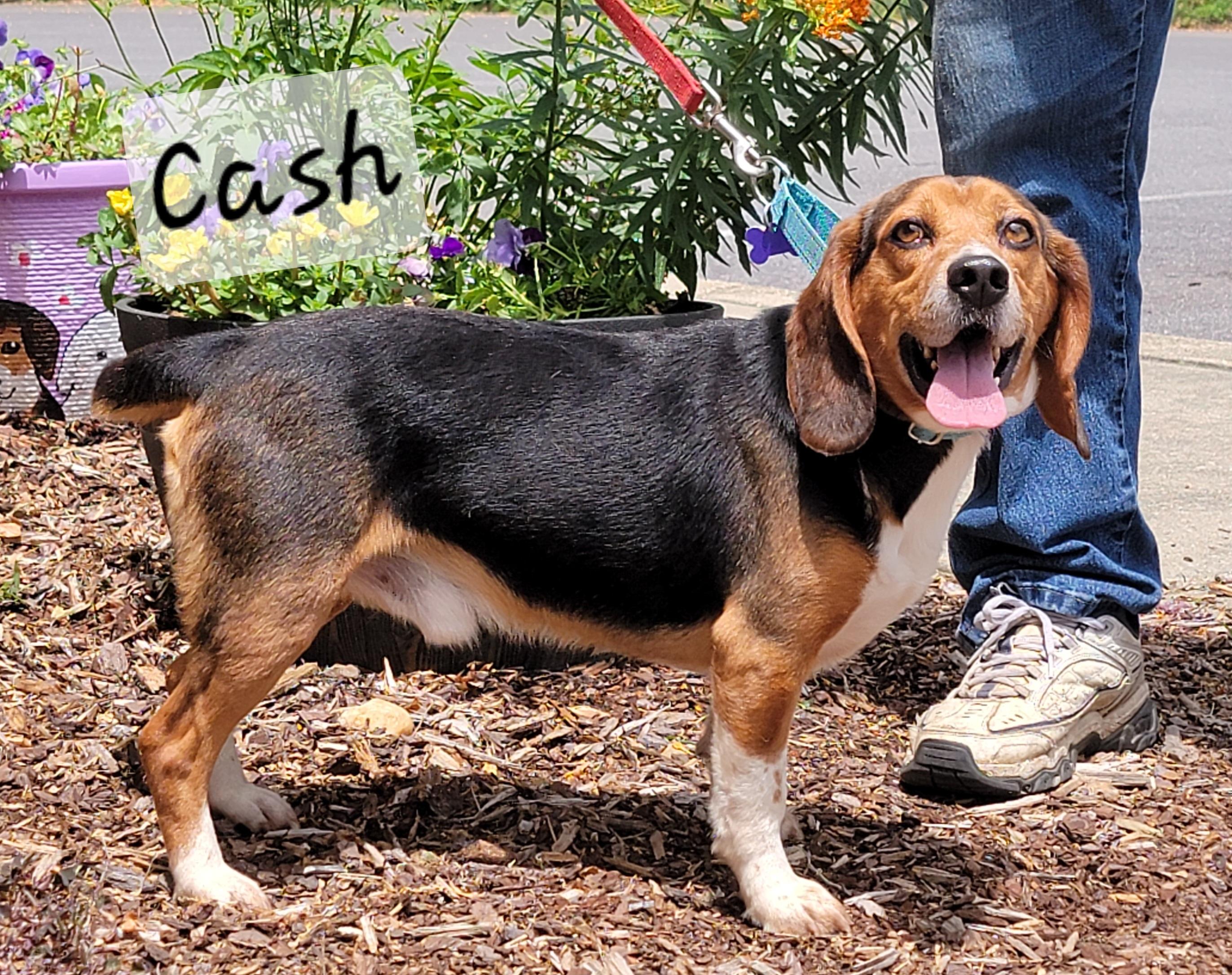 Cash, a ADOPTABLE Beagle in Prince Frederick, MD image 3/5