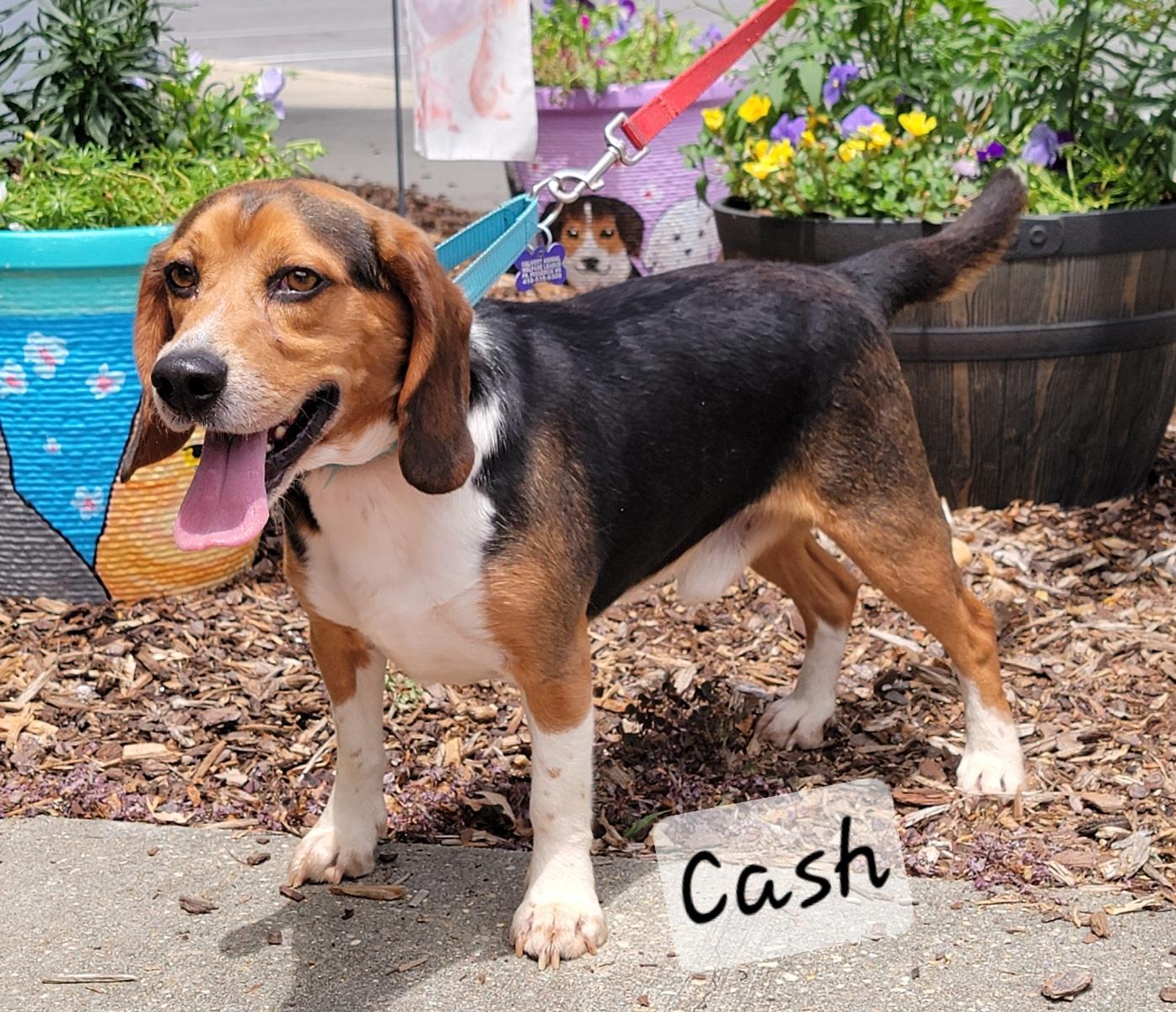 Cash, a ADOPTABLE Beagle in Prince Frederick, MD image 4/5