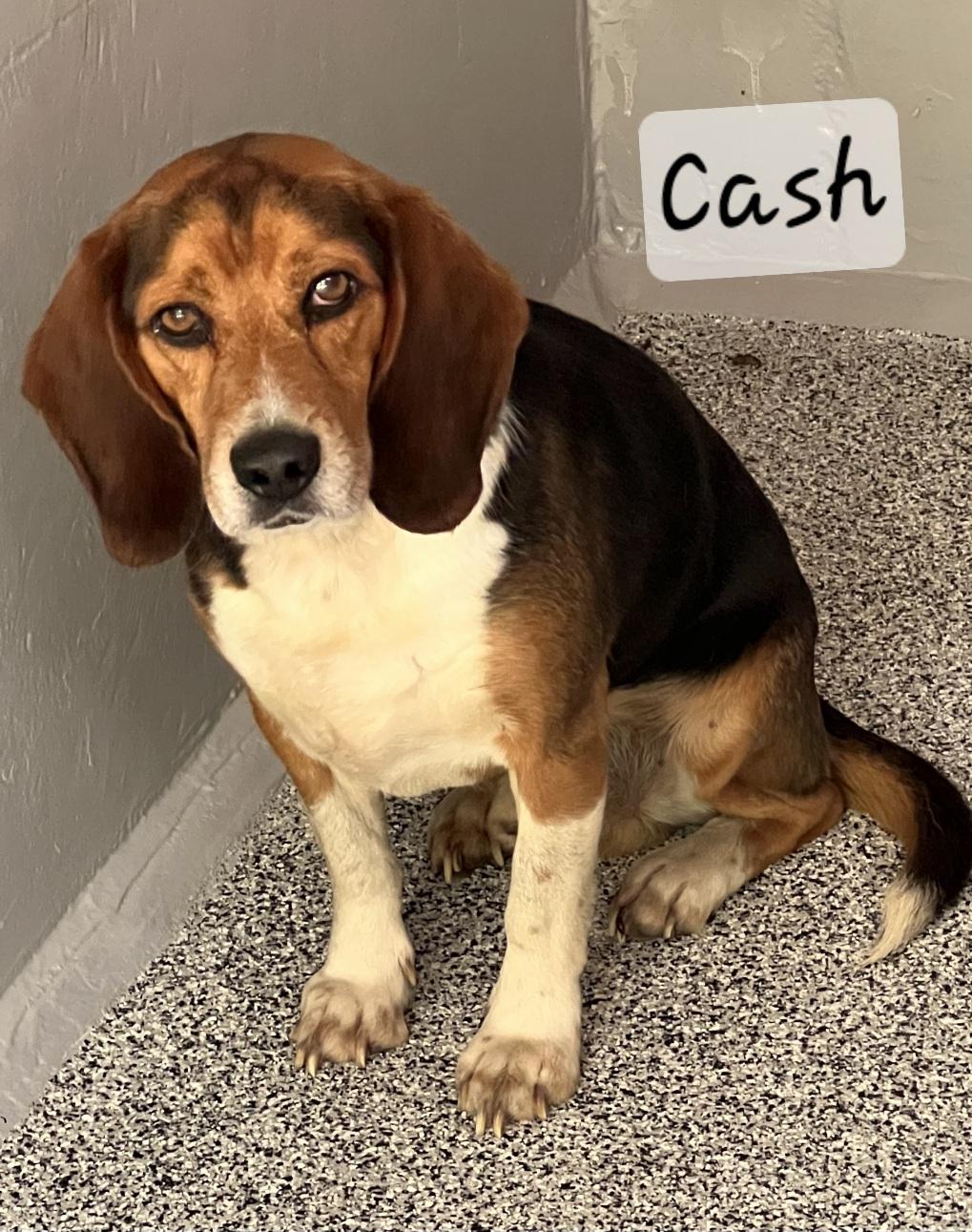 Cash, ADOPTABLE, Adult Male Beagle.