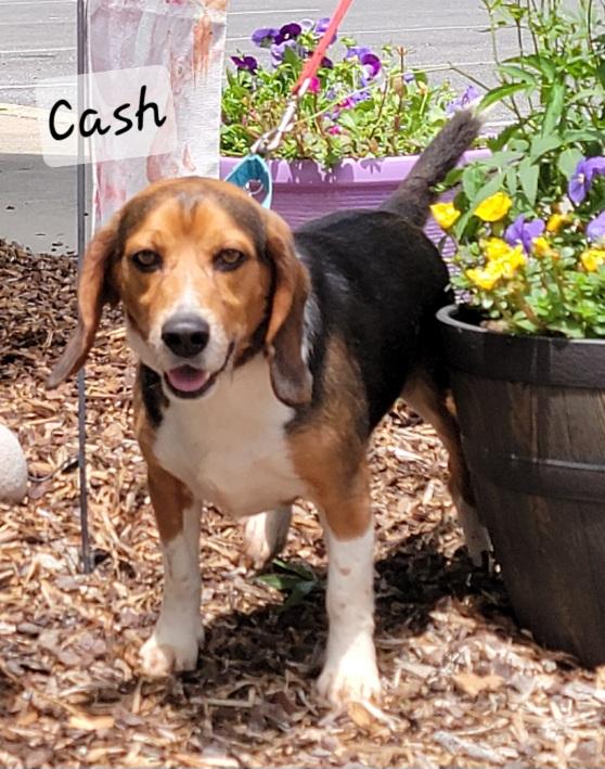 Cash, a ADOPTABLE Beagle in Prince Frederick, MD image 2/5