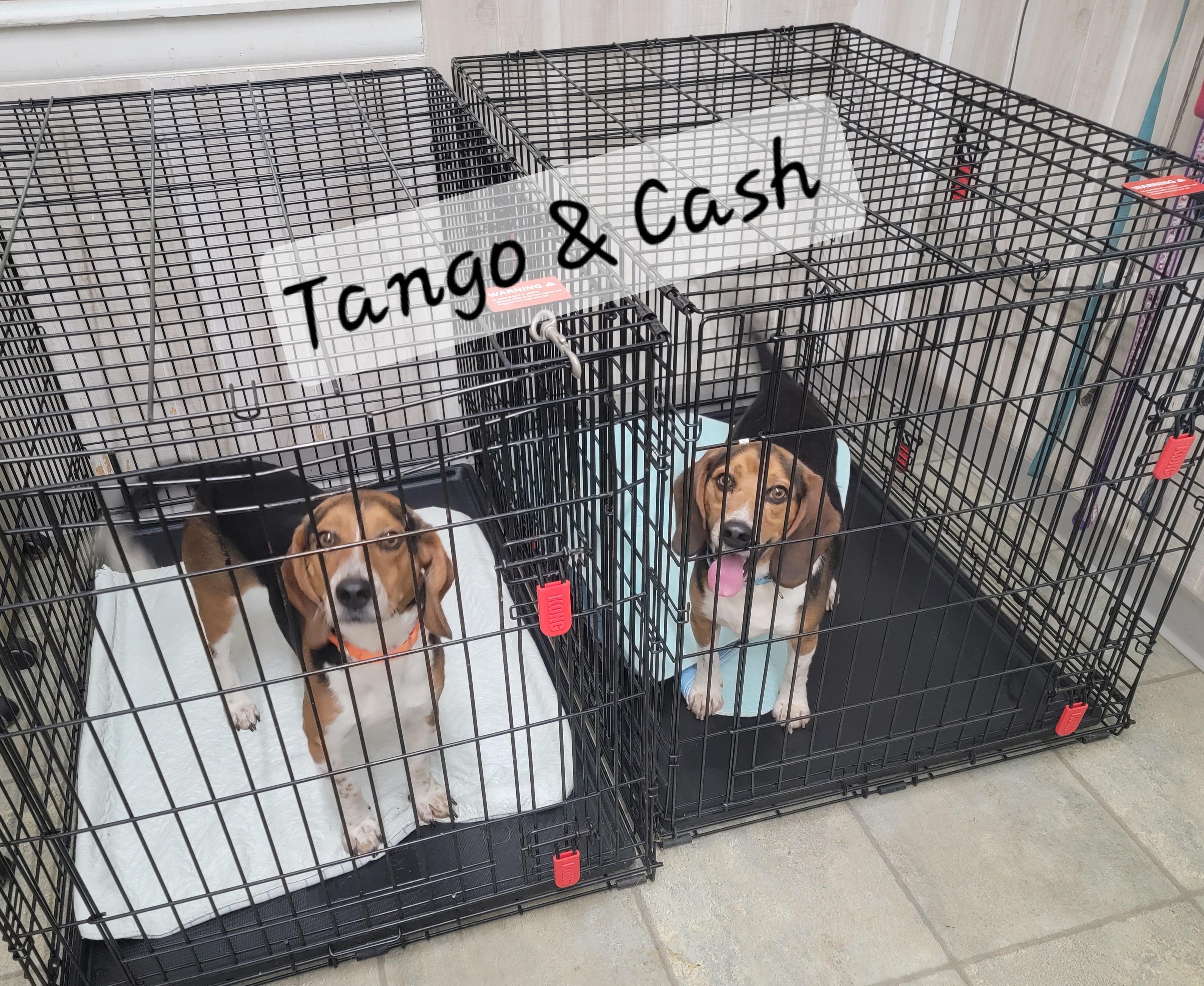 Cash, a ADOPTABLE Beagle in Prince Frederick, MD image 5/5