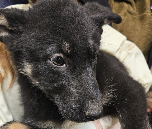 Enlarge KIP, a Adoptable German Shepherd Dog in Kent, WA image 1/1