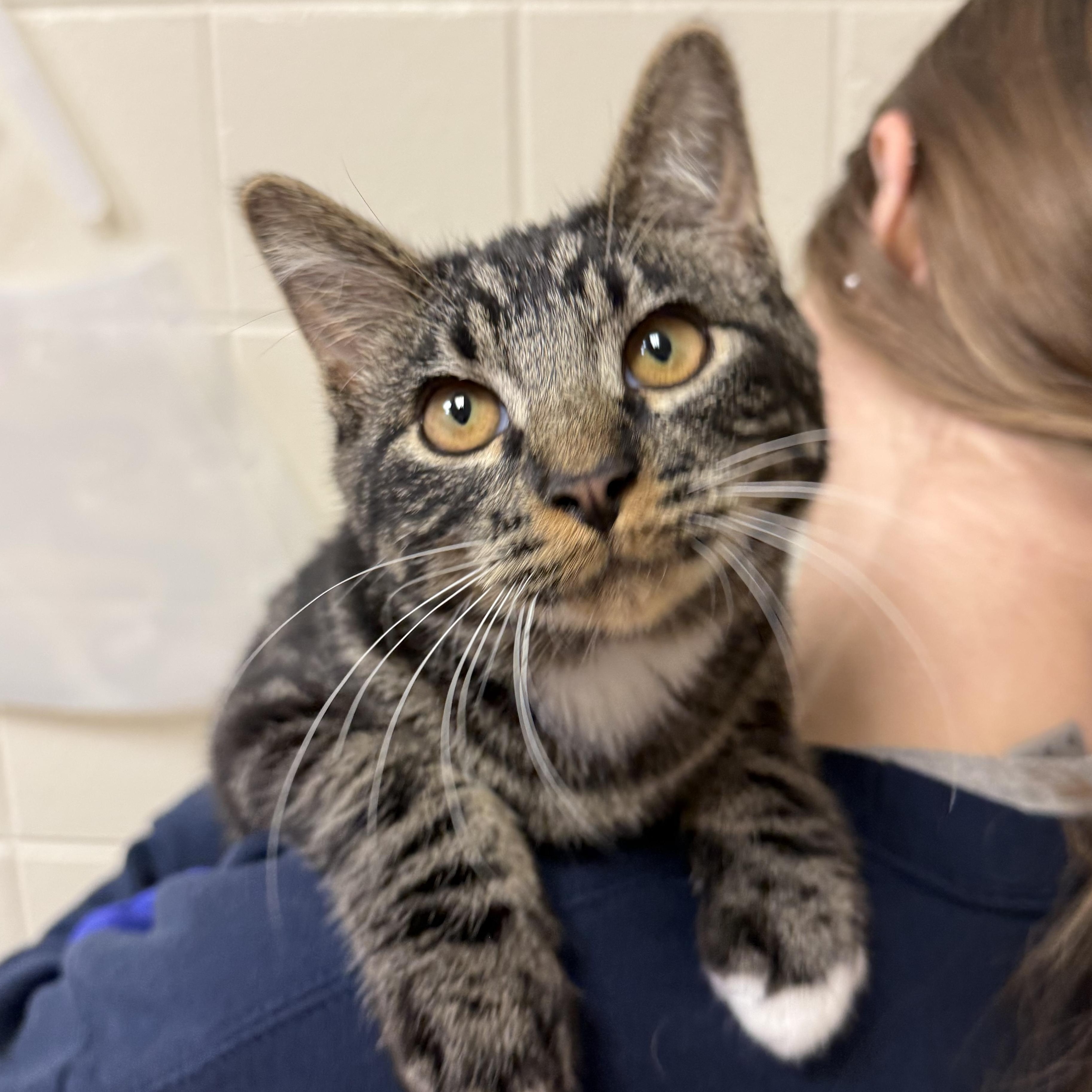 Ambero, Adoptable, Adult Male Domestic Short Hair.