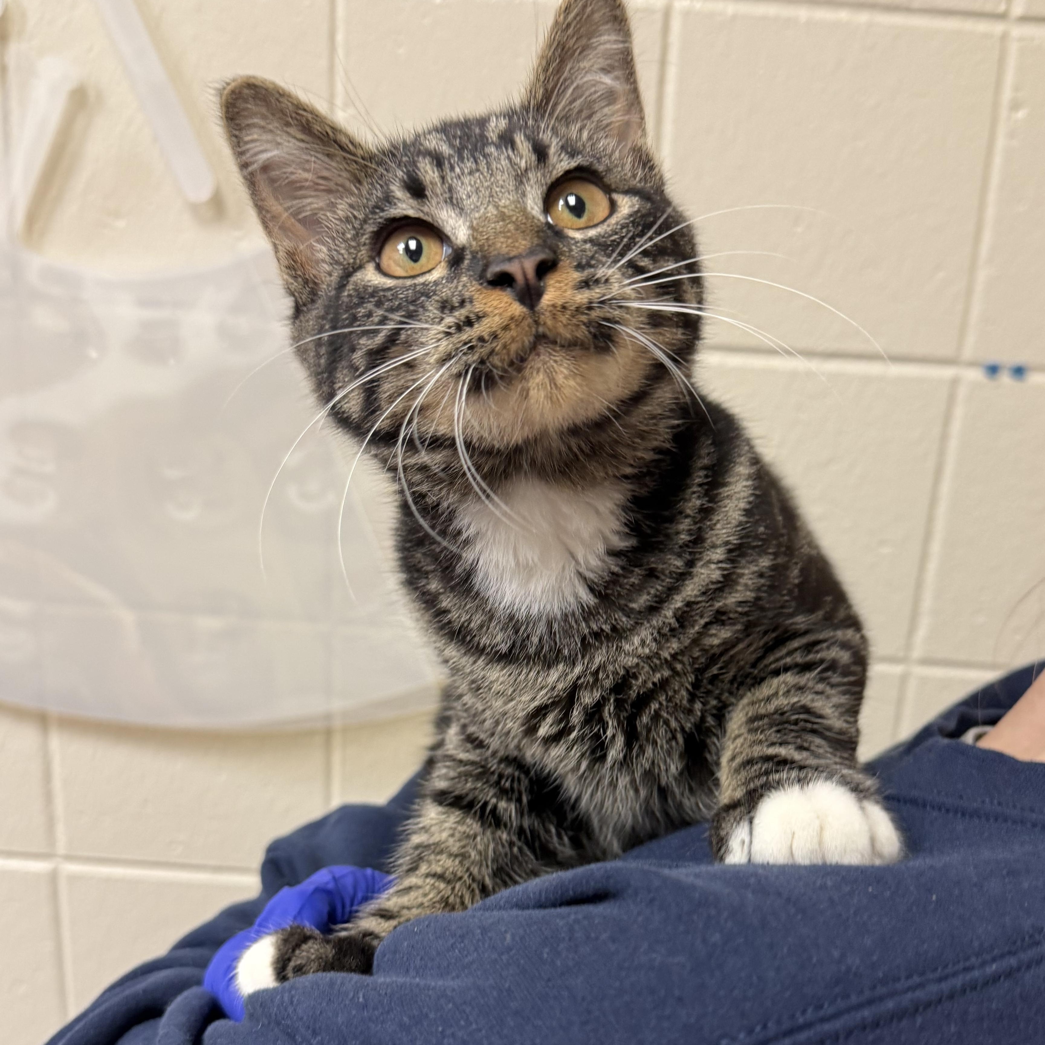 Enlarge Ambero, a Adoptable Domestic Short Hair in Kearney, NE image 2/2