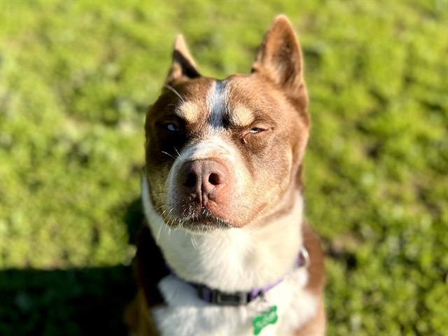 TUCKER, Adoptable, Adult Male Siberian Husky.