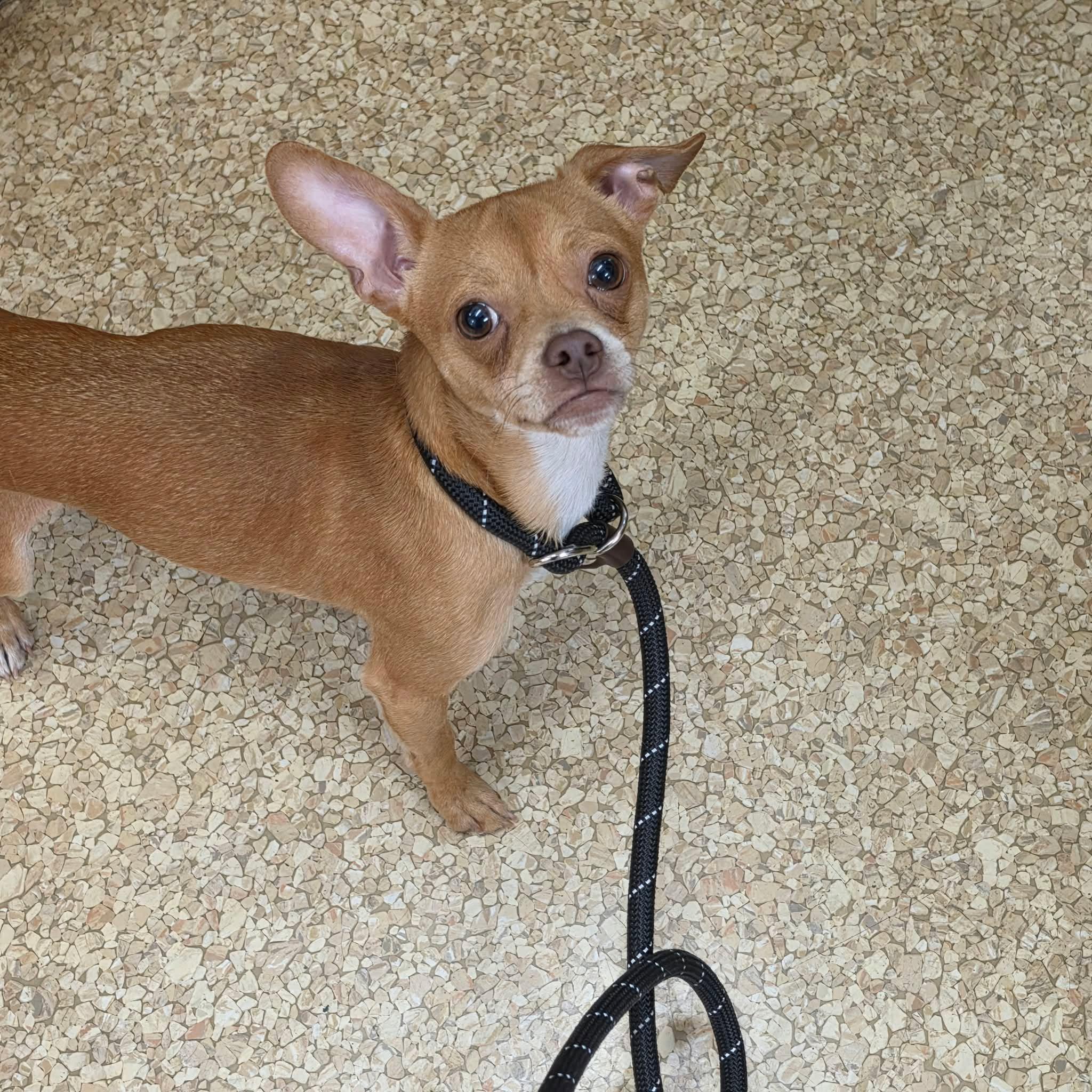 Enlarge Chippy, a ADOPTABLE mixed breed in Hazelwood, MO image 4/6