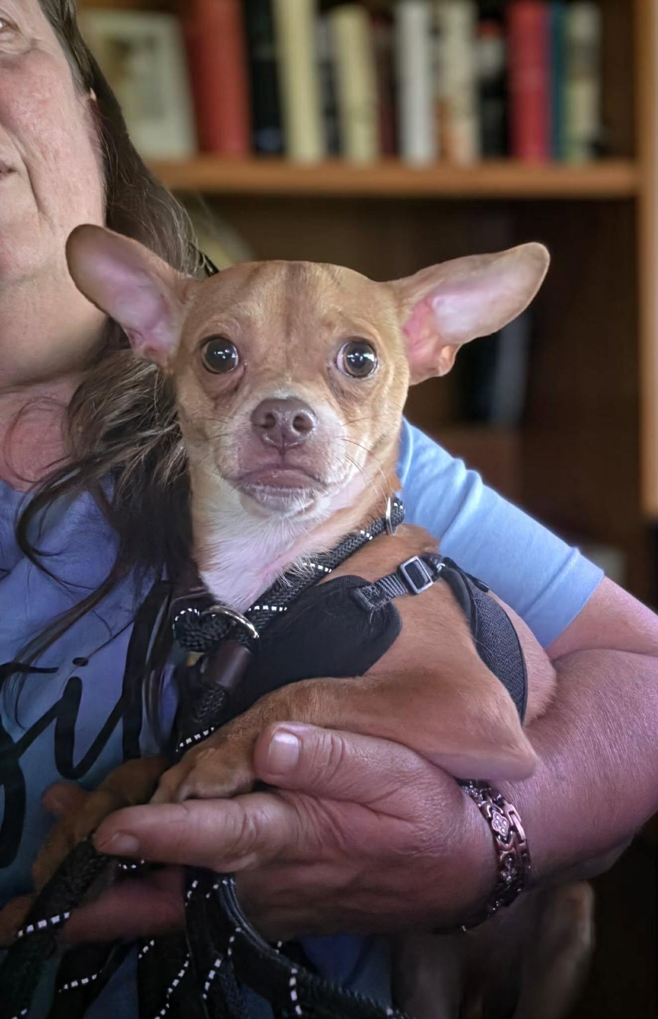 Enlarge Chippy, a ADOPTABLE mixed breed in Hazelwood, MO image 2/6